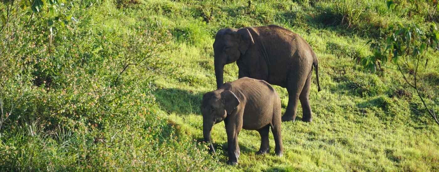 Elephants at Periyar National Park, Kerala