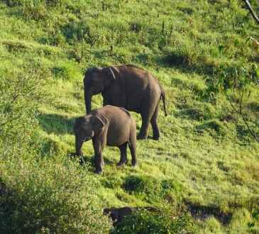 Periyar National Park - Elephants