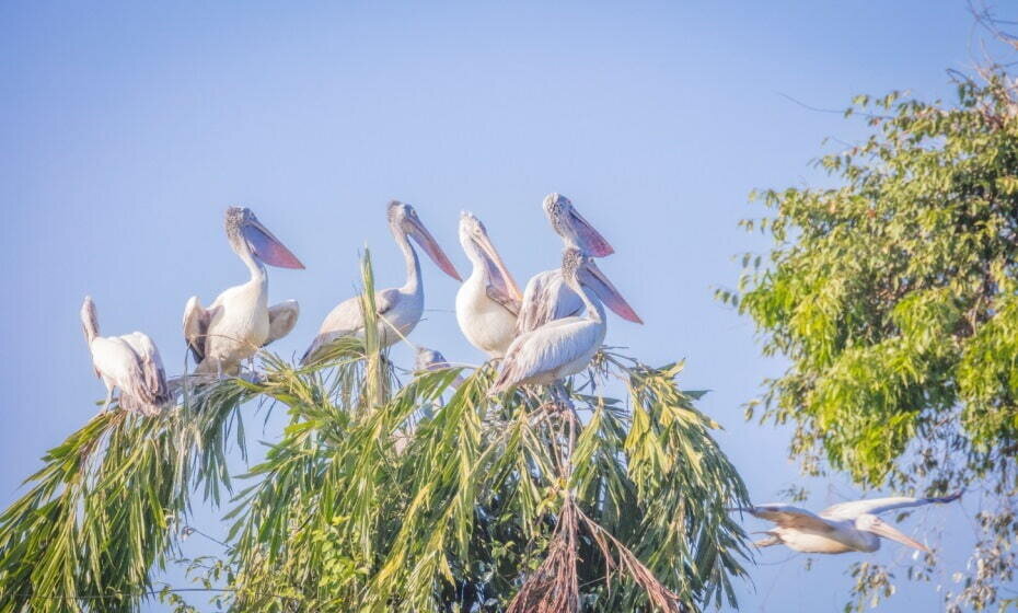 Ranganathittu Bird Sanctuary, Mysuru (Mysore), Karnataka