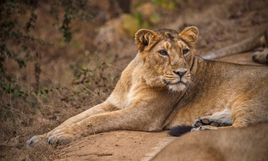 Lion Safari, Gir National Park, Sasan Gir, Gujarat