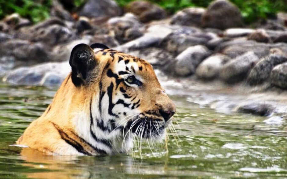 Royal Bengal Tiger (Panthera Tigris), Sundarbans National Park, West Bengal