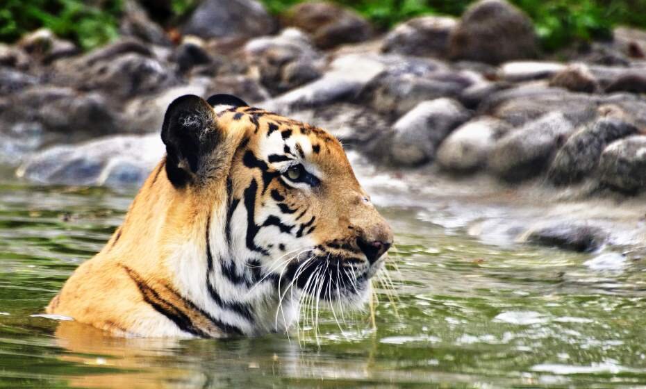 Royal Bengal Tiger (Panthera Tigris), Sundarbans National Park, West Bengal