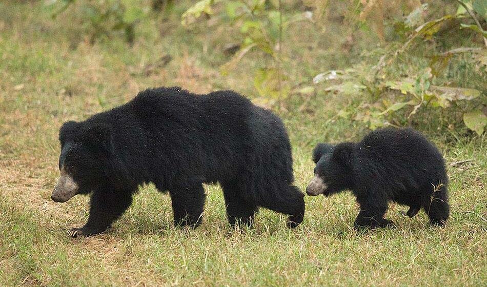 Satpura National Park, Madhya Pradesh