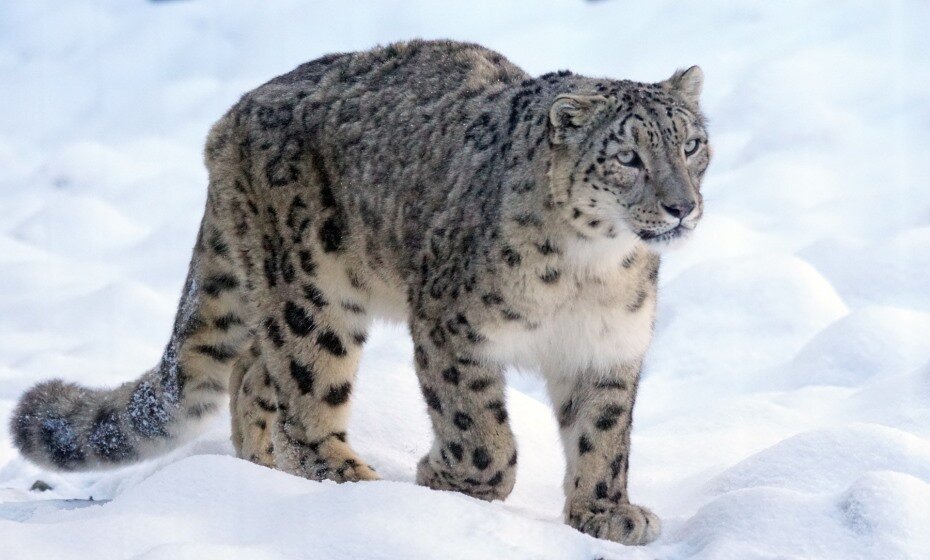 Snow Leopard, Ladakh, Jammu and Kashmir