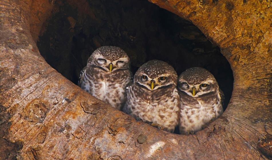 Spotted Owl, Bandhavgarh National Park, Madhya Pradesh