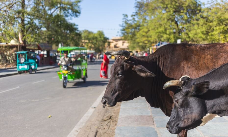 Street Scene, Jaipur, Rajasthan