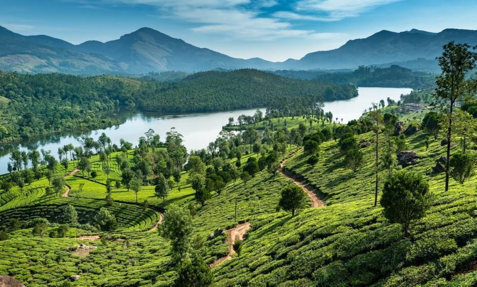 Tea Estate, Munnar, Kerala
