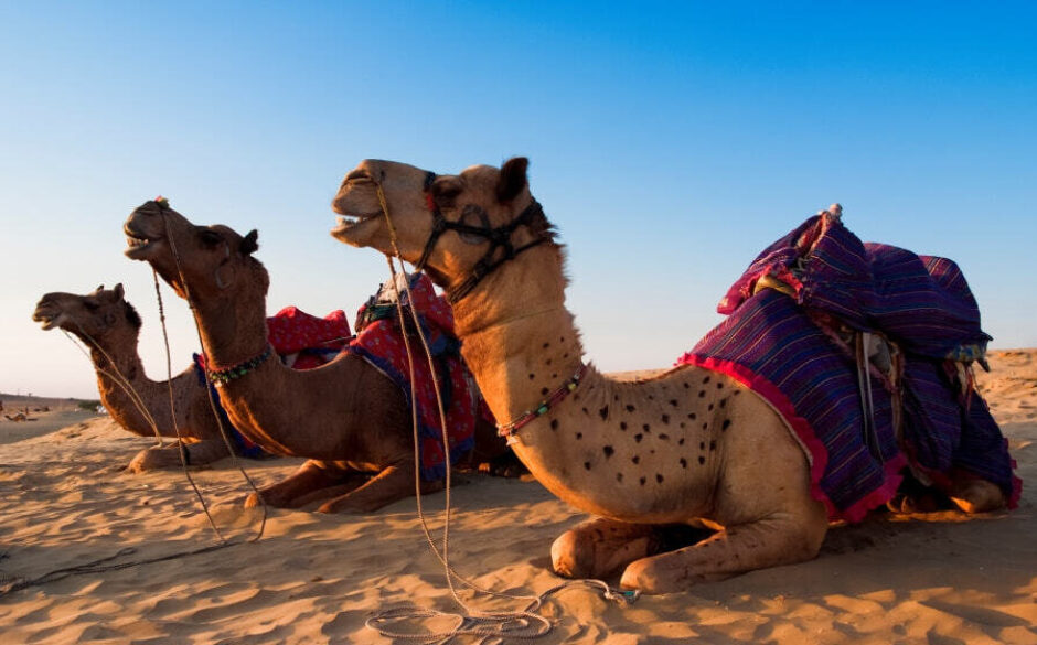 Sunset Camel Ride ,Thar Desert, Jaisalmer, Rajasthan