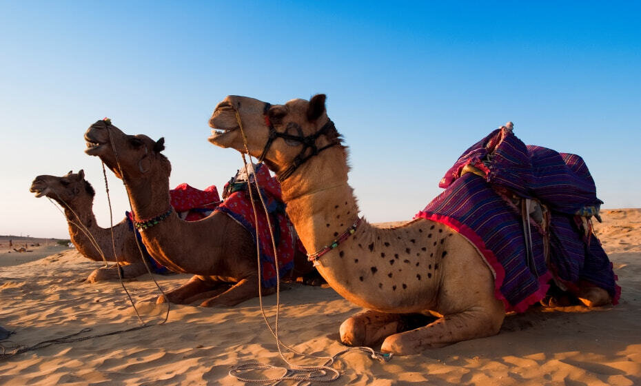 Sunset Camel Ride ,Thar Desert, Jaisalmer, Rajasthan