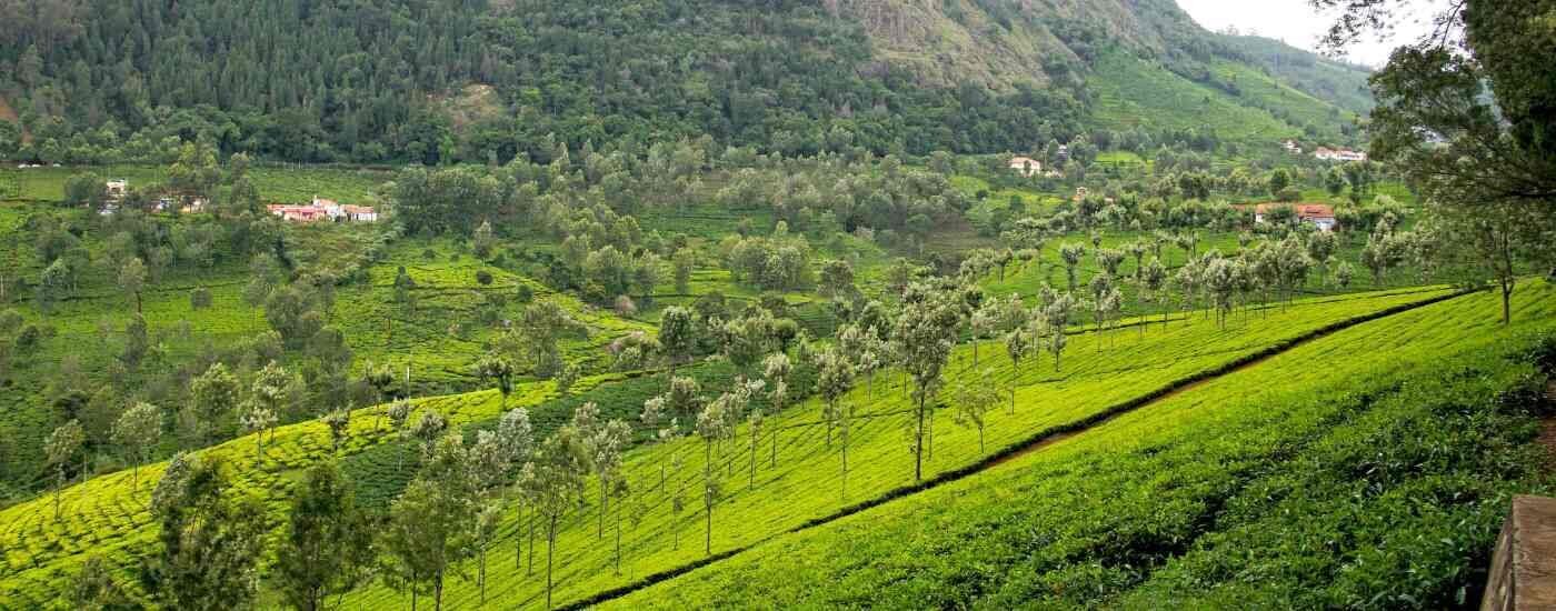 Tea Estate, Coonoor, Tamil Nadu