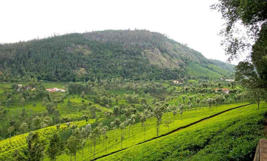 Tea Estate, Coonoor, Tamil Nadu