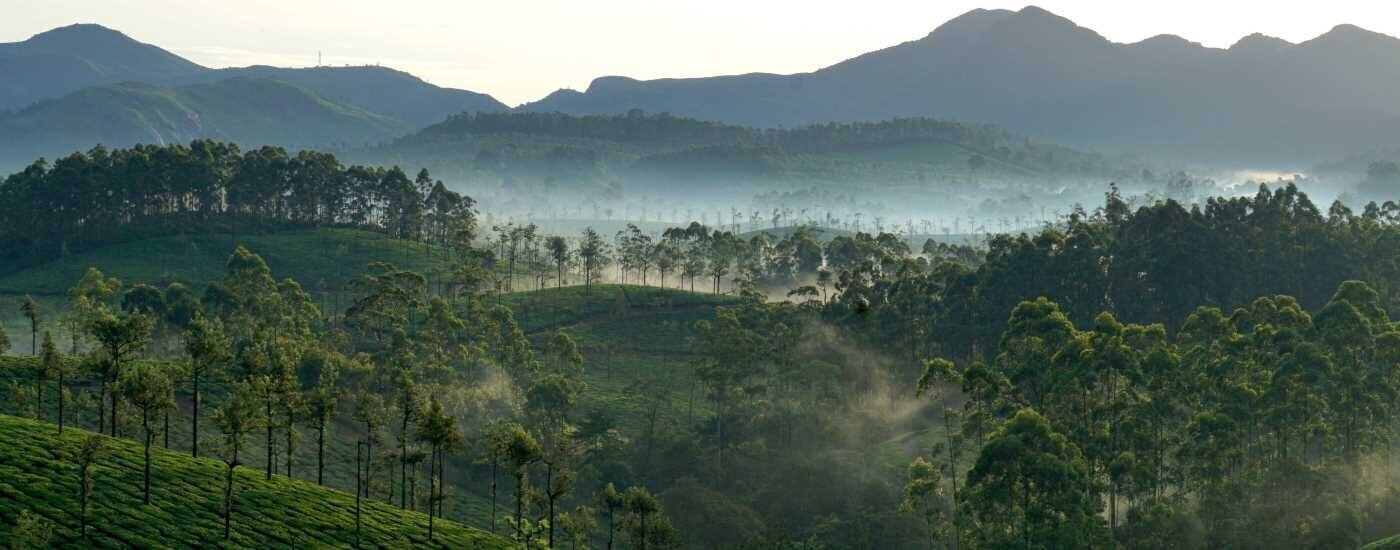 Tea Estates, Munnar Kerala