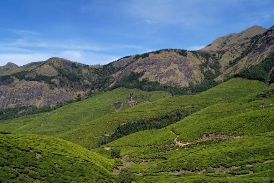 Tea Estates, Munnar. Kerala