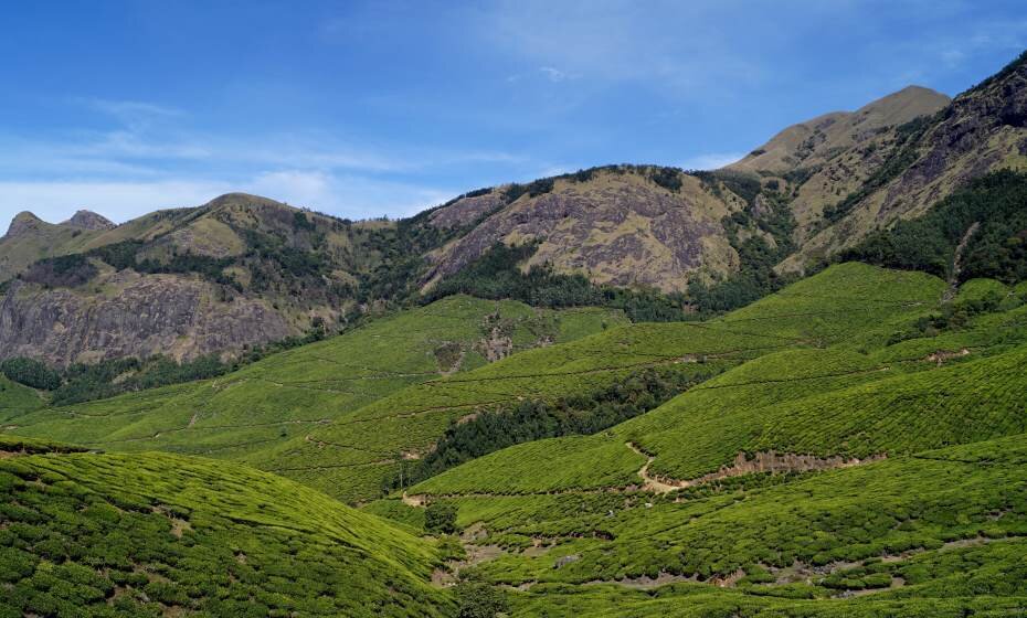 Tea Estates, Munnar. Kerala