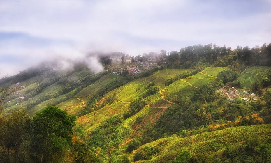 Tea Plantation, Darjeeling, West Bengal