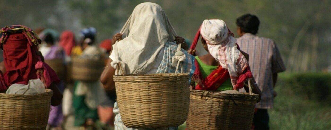 Tea Plantation Worker, Jorhat, Assam