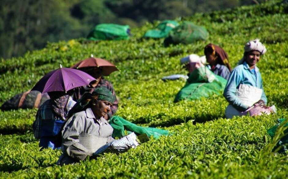 Tea Plantation Workers, Munnar, Kerala