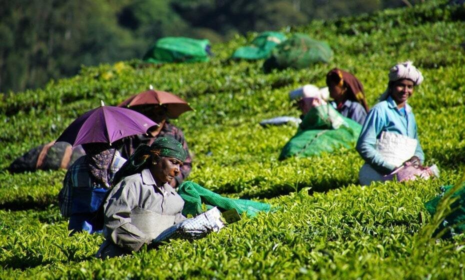 Tea Plantation Workers, Munnar, Kerala