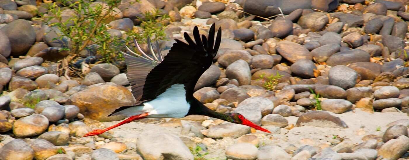 The Black Stork - Ciconia Nigra, Nameri National Park, Nameri, Assam