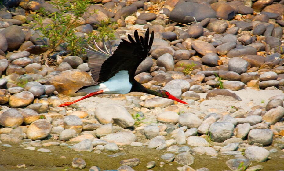 The Black Stork, Nameri National Park, Nameri
