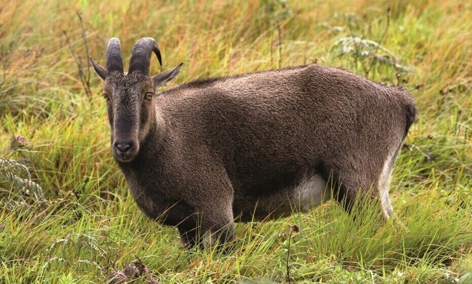 The Endangered Nilgiri Tahr, Nilgiri, Tamil Nadu