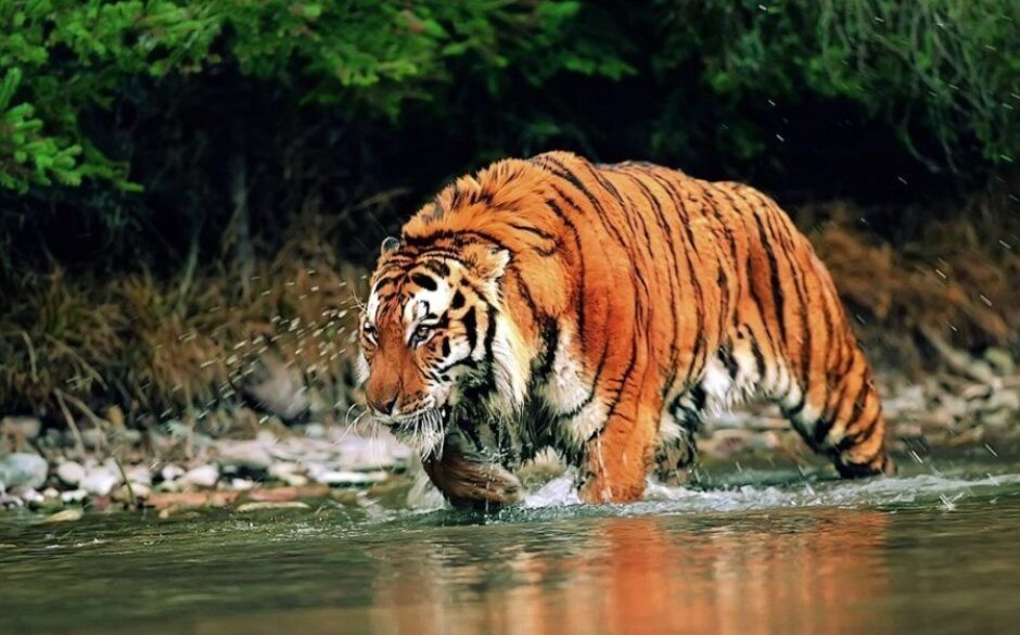 Nagarhole National Park, Kabini, Karnataka