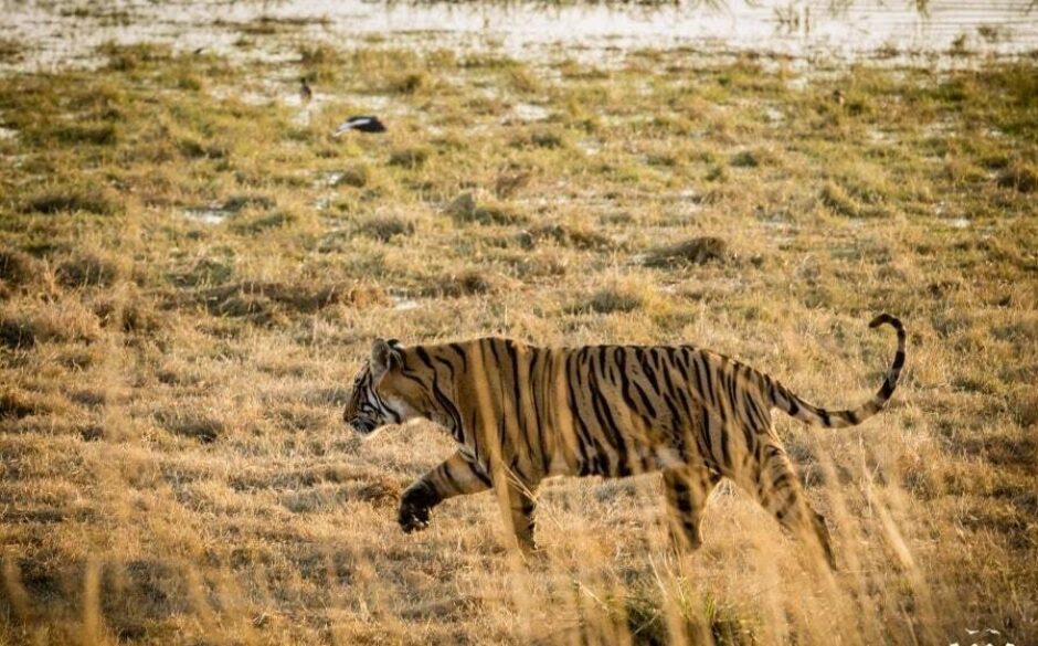 Tiger, Ranthambore National Park, Rajasthan