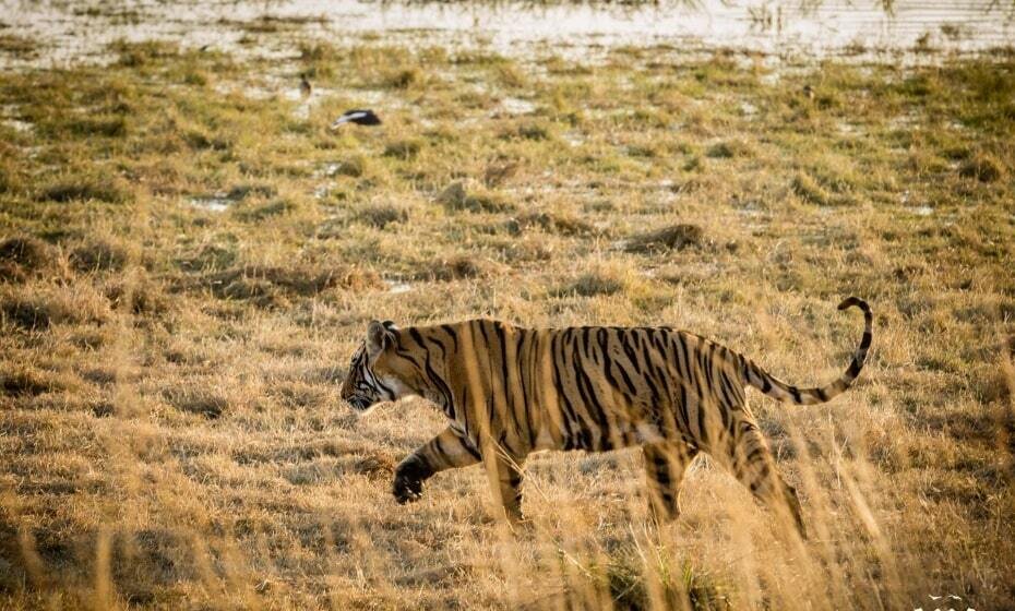 Tiger, Ranthambore National Park, Rajasthan