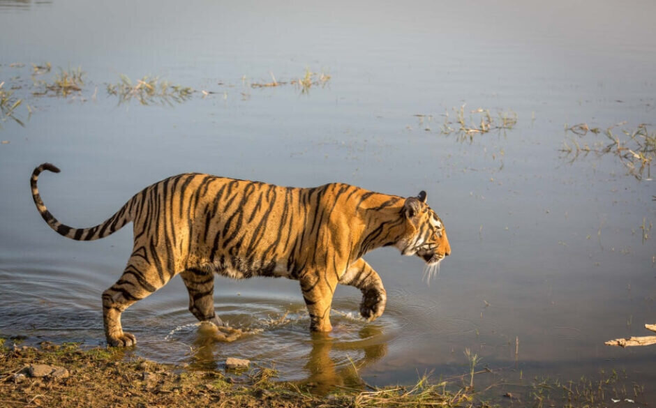 Tiger, Ranthambore National Park