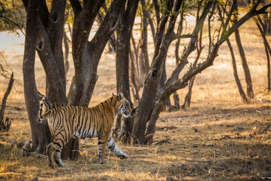 Tiger at Ranthambore National Park, Rajasthan