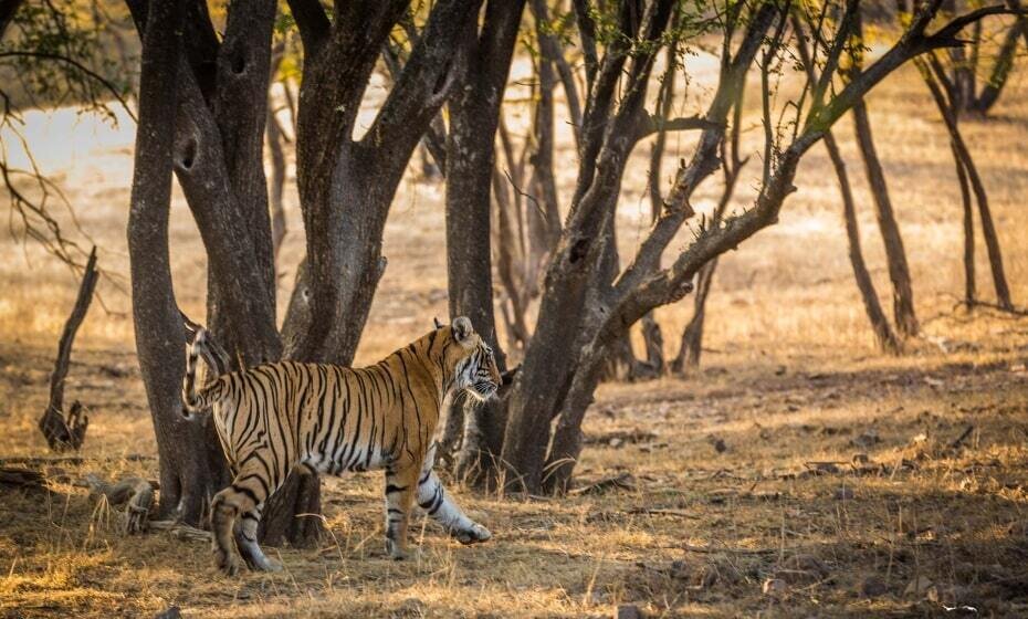 Tiger at Ranthambore National Park, Rajasthan