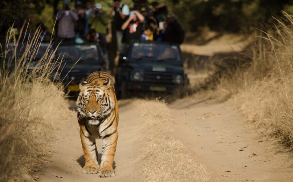 Tiger Safari, Bandavgarh National Park, Bandavgarh