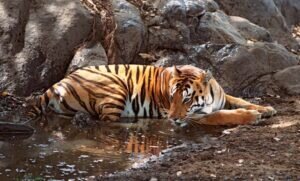 Tiger, Bandhavgarh National Park, Madhya Pradesh