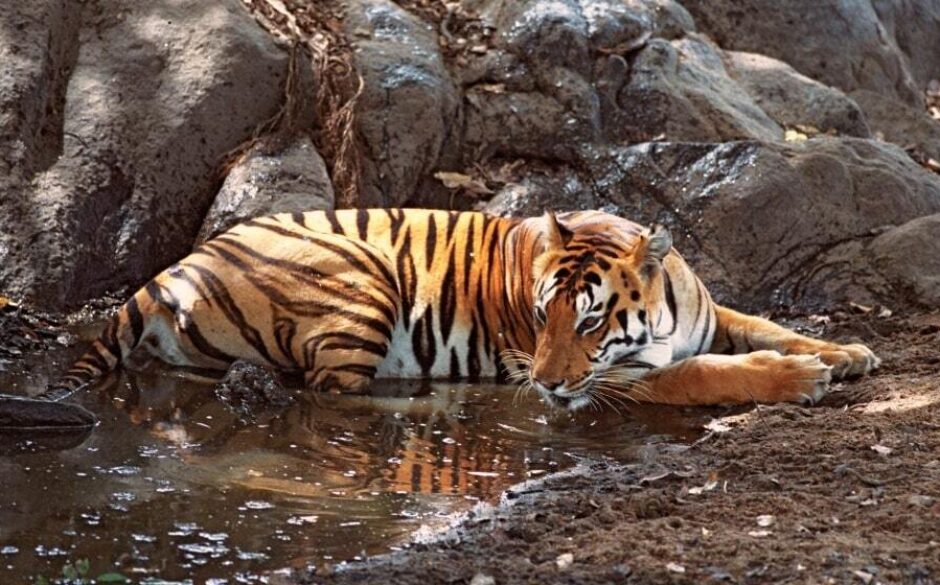 Tiger, Bandhavgarh National Park, Madhya Pradesh