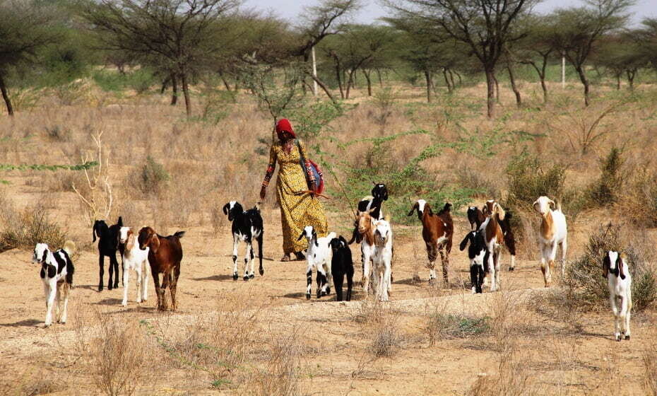 Village Life, Rohet, Rajasthan