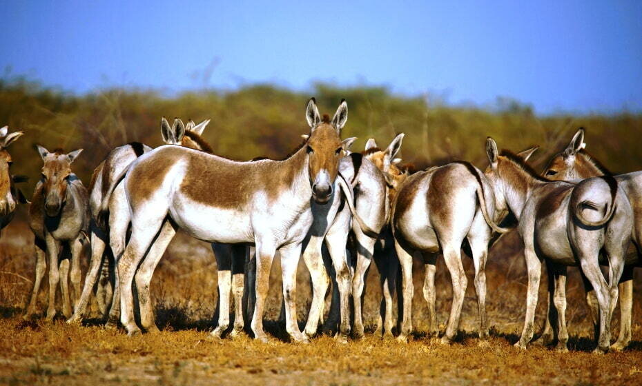 Wild Asses, Little Rann of Kutch, Gujarat