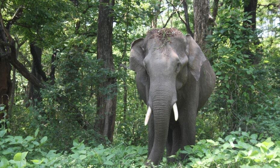 Nagarhole National Park, Kabini, Karnataka