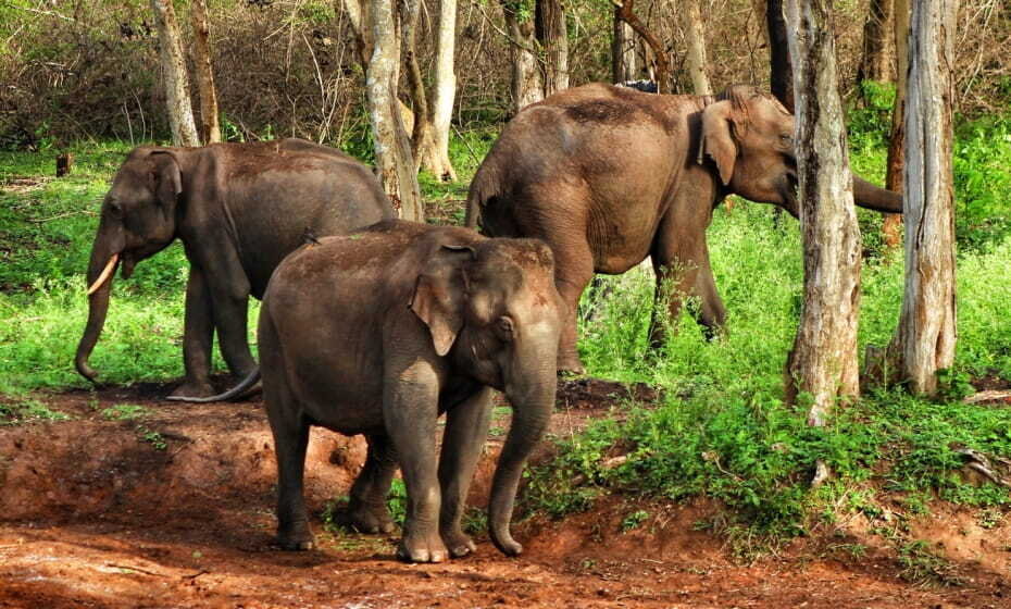 Bandipur Reserve Forest, Bandipur, Karnataka