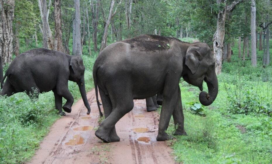 Wild Elephants at Nagarhole National Park, Kabini