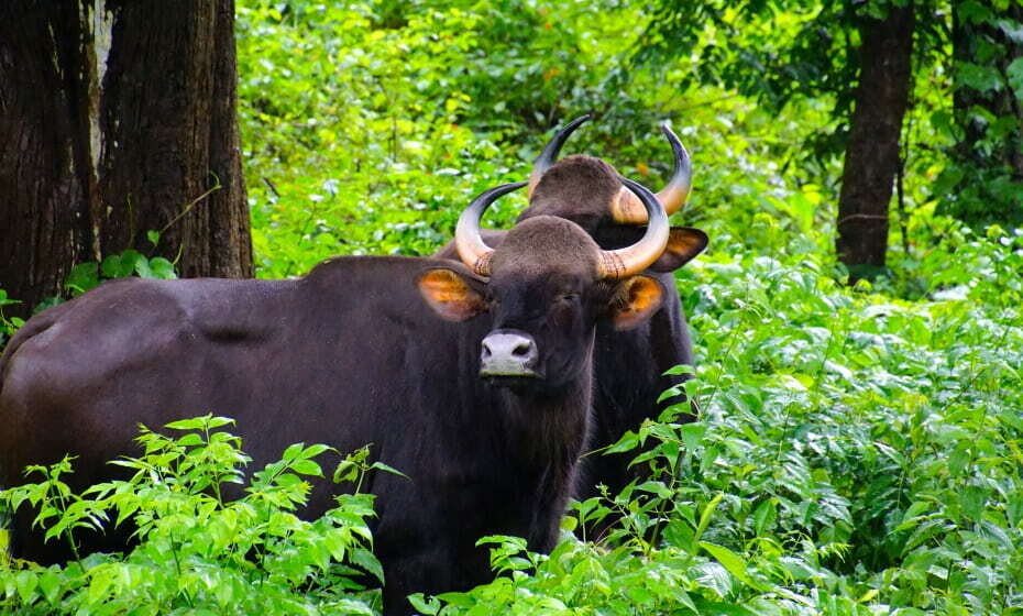 Indian Bison, Nagarhole National Park, Kabini