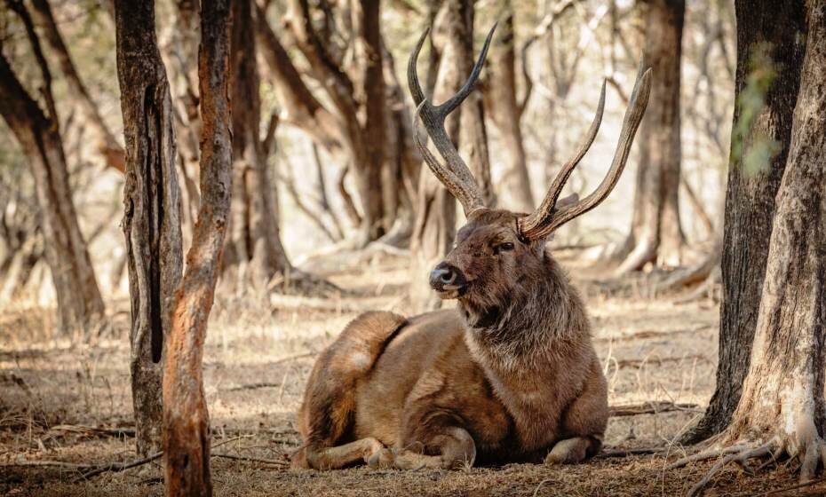 Wildlife Deer, Ranthambore