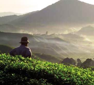 Windermere Estate, Munnar, Kerala