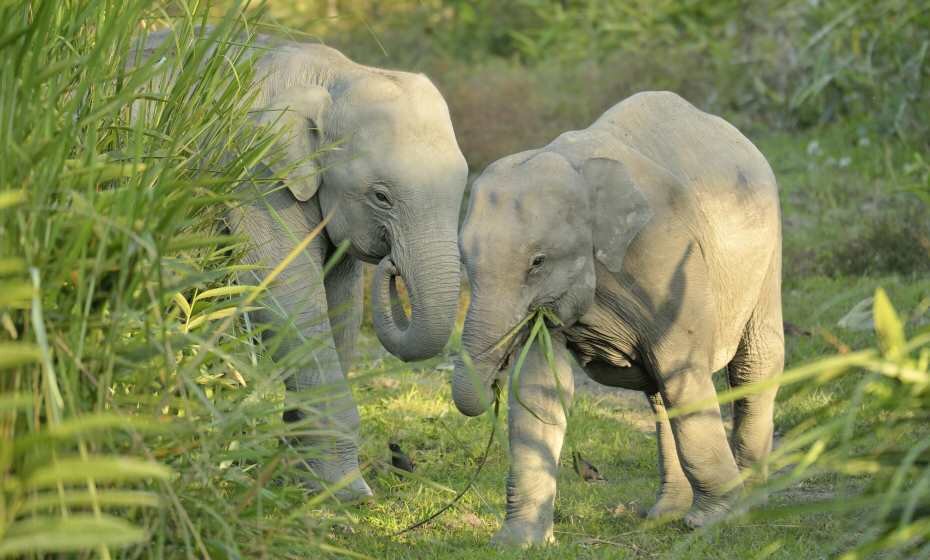 Young Elephants, Kaziranga National Park, Kaziranga