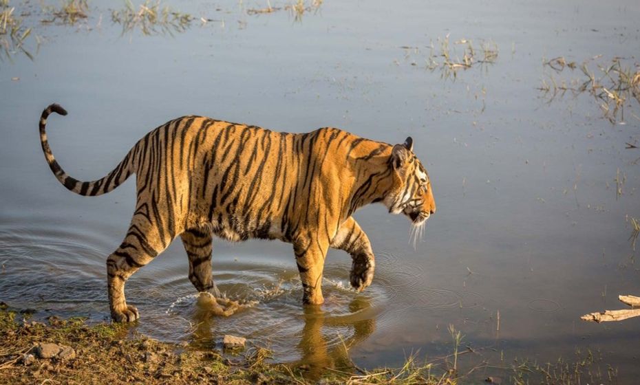 The best places to visit in North India - Ranthambore