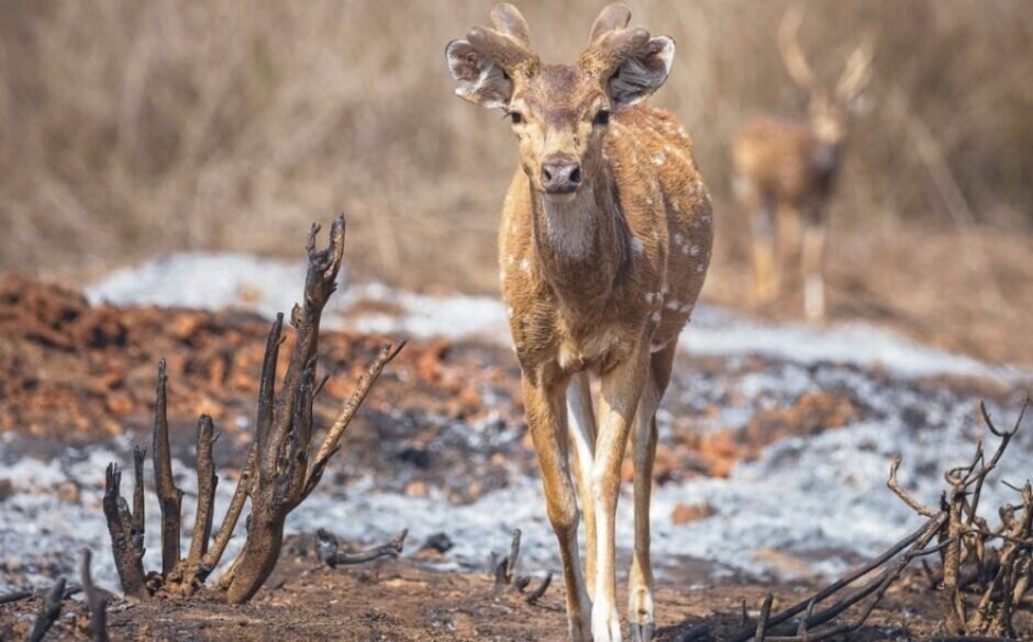 Eco-friendly holiday in India - Bandipur National Park