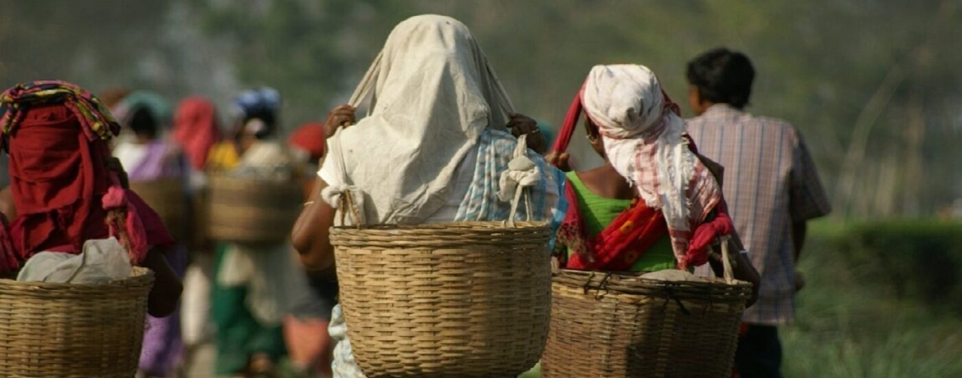 Tea Production in India - Assam Tea Plantation