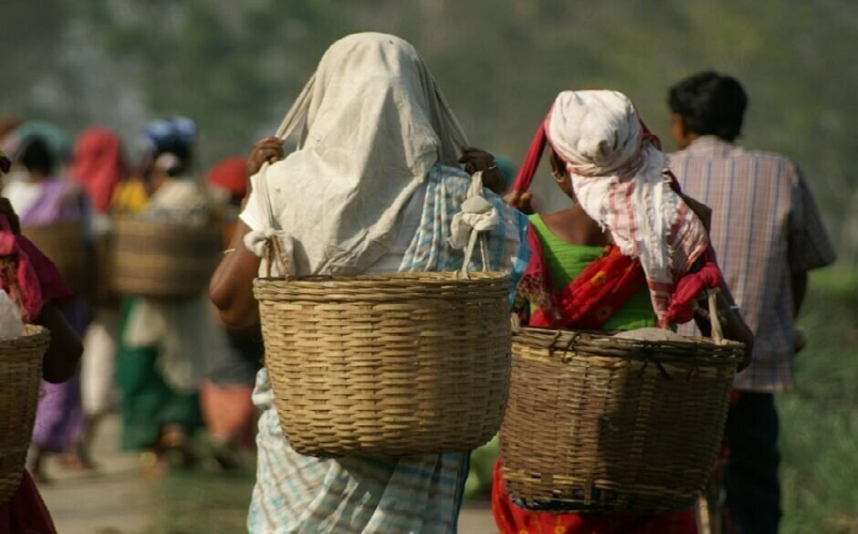 Tea Production in India - Assam Tea Plantation