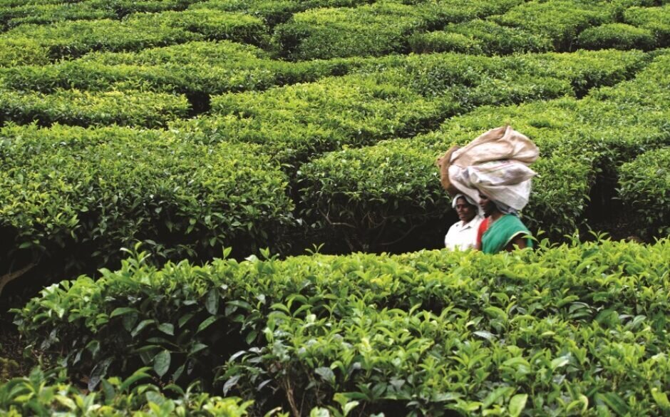 Tea Production in India - Idukki Tea Estate