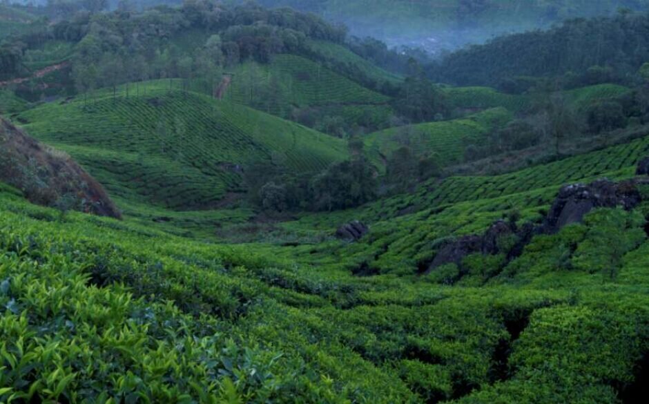Tea Production in India - Letchmi Tea Estate