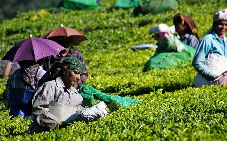 Tea Production in India - Munnar Plantation Workers